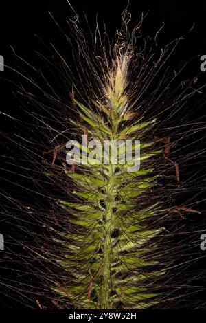 Nahaufnahme des Fuchsschwanz-Graskörners mit gelben oder violetten Borsten. Diese aggressive Pflanze ist selbstsättigend und hat eine sehr kräftige und stachelige Textur. Ein Stockfoto