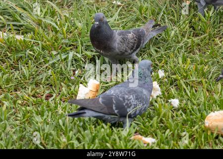 Tauben ernähren sich von Brot im Gras Stockfoto