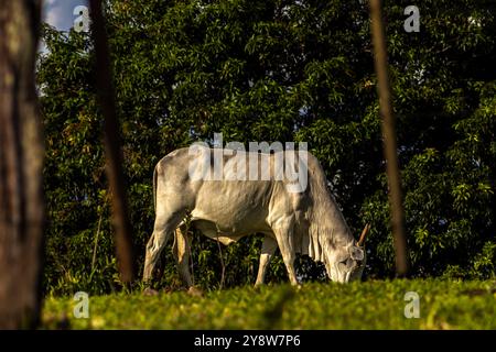 Zebu-Nellore-Kuh im Weidegebiet einer Rinderfarm in Brasilien Stockfoto