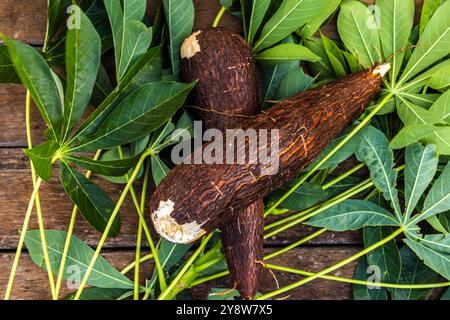 Maniokwurzel und grüne Blätter der Pflanze auf einem Holztisch in Brasilien Stockfoto