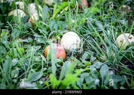 Äpfel fielen vom Baum. Reif und verrotten. Herbsternte. Stockfoto