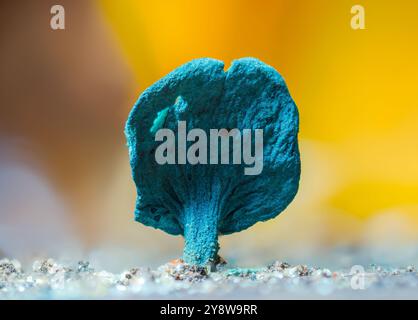 Blaue Färbung - Chlorociboria aeruginascens, blauer Pilz Stockfoto