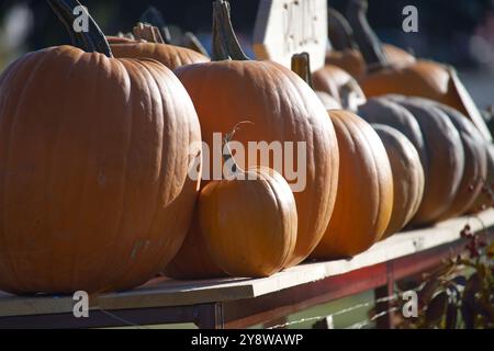 Large orange pumpkins are beautifully lined up on a rustic table under sunlight, creating a perfect autumn harvest festival scene. The soft background Stockfoto