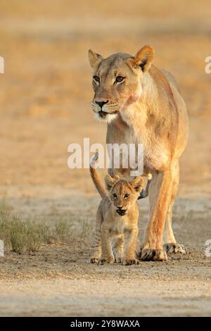 Eine Löwin mit einem kleinen Jungen (Panthera leo) im frühen Morgenlicht, Kalahari Wüste, Südafrika Stockfoto