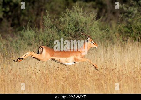 Männliche Impalaantilope (Aepyceros melampus), die in einem natürlichen Lebensraum in Südafrika lebt Stockfoto