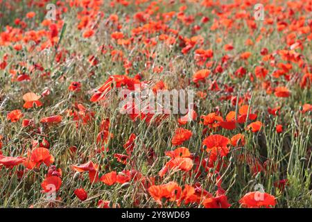 Hellrote Mohnblumen auf einer Wiese, die im Sonnenlicht leuchtet Stockfoto