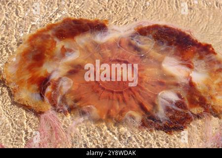 Große Quallen am Sandstrand Stockfoto