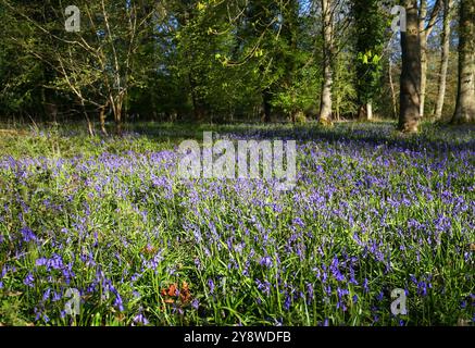 Aktenfoto vom 04/21 von einer Decke aus Blauglocken in der Nähe ihres Gipfels im Basildon Park des National Trust bei Goring-on-Thames in Berkshire. Der National Trust sagte, dass seine Ranger und Gärtner sich dank der kühlen und nassen Bedingungen in diesem Jahr auf eine „gemischte Tüte“ herbstlicher Ausstellungen in seinen Gärten, Parks und Wäldern vorbereiten. Ausgabedatum: Montag, 7. Oktober 2024. Stockfoto