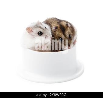 Ein neugieriger Hamster steht aufrecht neben einer sauberen weißen Schüssel in einer minimalistischen Inneneinrichtung Stockfoto