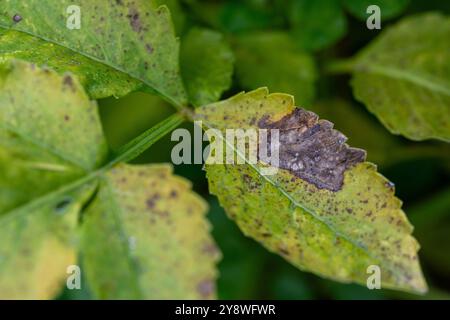 Dahlienpflanze, die an einer Krankheit leidet. Blattschau. Dahlienpflanzenkrankes Laub. Stockfoto