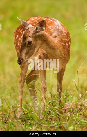 Damhirsch, Dama Dama, weidet auf Herbstwiesen. Tierwelt in Europa. Stockfoto