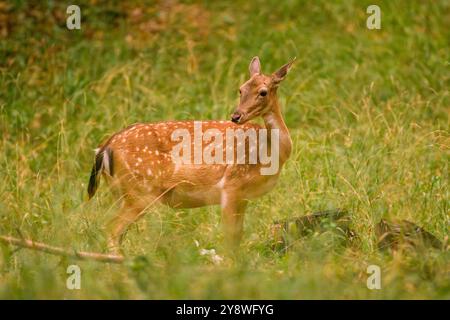 Damhirsch, Dama Dama, weidet auf Herbstwiesen. Tierwelt in Europa. Stockfoto