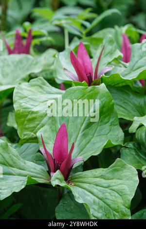 Trillium Chloropetalum Charlwood, riesenweckrotkehlchen, Trillium Chloropetal, aufrecht stehende kastanienrote Blüten, diamantförmige Blätter im Frühjahr Stockfoto