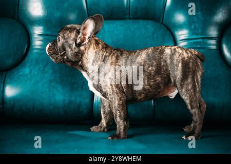 Junger Kleiner Schwarzer Französischer Bulldog Hund Welpe Auf Blauem Hintergrund Sofa. Lustiges Hundebaby. Schwarzer Bulldog Hündchenhund. Niedliches Lustiges Hündchen Mit Bulldogge. Ungewöhnlich Stockfoto