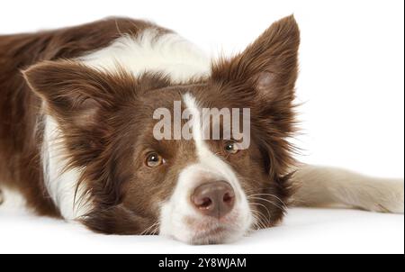 Porträt von Collie Border Dog, drei Jahre alt, vor weißem Hintergrund Stockfoto