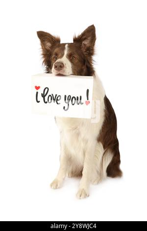 Der hübsche Collie-Border-Hund sitzt in einem Atelier in ihrer Zahnkarte mit der Aufschrift „I love You“, isoliert auf weißem Hintergrund Stockfoto