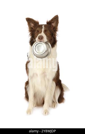 Der hübsche Collie-Border-Hund sitzt in einem Studio und hat eine leere Schüssel Hundefutter im Mund, isoliert auf weißem Hintergrund Stockfoto