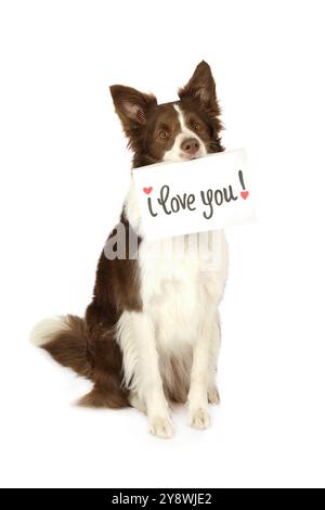 Der hübsche Collie-Border-Hund sitzt in einem Atelier in ihrer Mundkarte mit der Aufschrift „I love You“, isoliert auf weißem Hintergrund Stockfoto