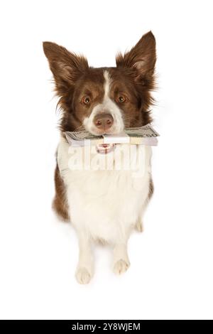 Der liebenswerte Collie-Grenzhund sitzt auf weißem Hintergrund und schaut treu in die Kamera in ihren Zähnen, den Stapel von Scheinen von 50 Dollar, isoliert darauf Stockfoto