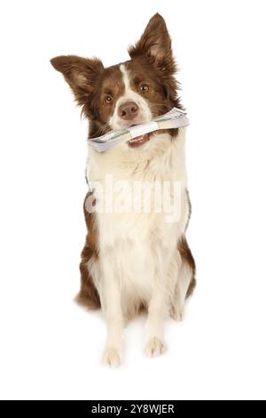 Studio-Aufnahme eines liebenswerten Collie-Border-Hundes, der auf weißem Hintergrund sitzt und treu in die Kamera schaut, in ihren Zähnen den Stapel mit 50 Dolla Stockfoto