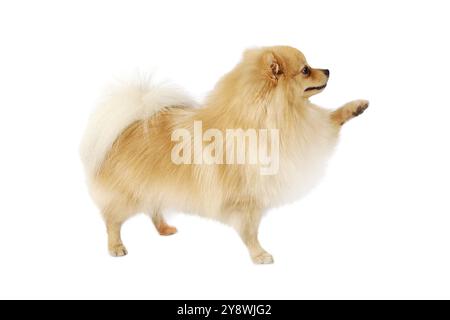 Entzückender Pommerscher Hund, der mit der Pfote winkt, isoliert auf weißem Hintergrund Stockfoto