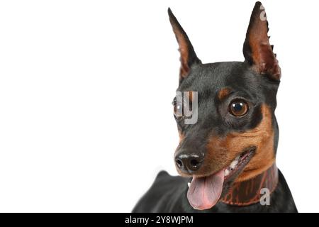 Porträt eines reinrassigen Pinscher-Hundes auf weißem Hintergrund Stockfoto
