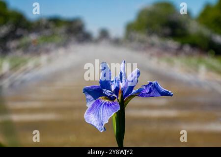 Sibirische Iris auf dem Hintergrund des Brunnens. Hochwertige Fotos Stockfoto
