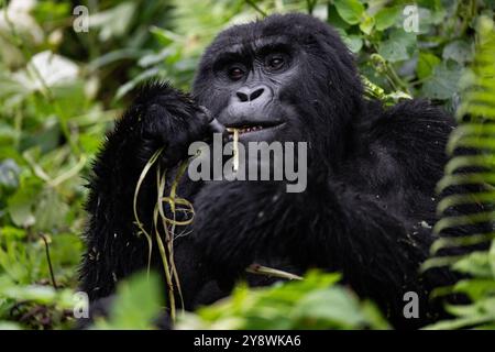 Ein Silverback Mountain Gorilla ist am 2024. September in Uganda zu sehen Stockfoto