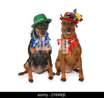 Zwei kleine Pinscher-Hunde in Hüten und Tüchern sitzen und in die Kamera schauen. Isoliert auf weißem Hintergrund Stockfoto
