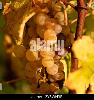 Edelfäule von Weißweintrauben, botrytisierte Trauben bei Sonnenschein, Sauternes, Frankreich Stockfoto