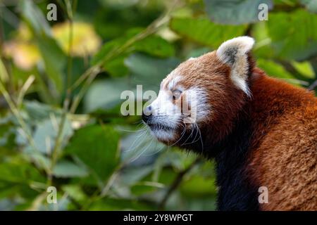 Roter Panda, auch bekannt als kleiner Panda, firefox oder Katzenbär, mit Laubhintergrund und Platz für Text. Diese Kreatur ist im Himalay heimisch Stockfoto