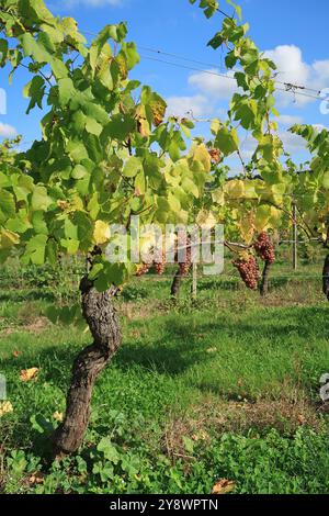 Trauben, die auf einer Rebe im Denbies Vineyard in der Nähe von Dorking, Surrey, Großbritannien, Reifen Stockfoto