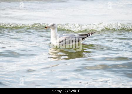 Weiße graue Möwe auf den Meereswellen an sonnigem Tag Stockfoto