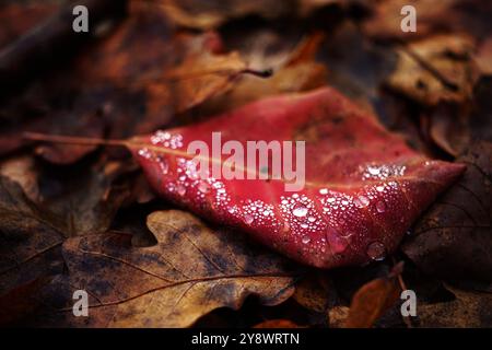 Regentropfen auf einem roten Blatt in der Nähe brauner Herbstblätter. Stockfoto