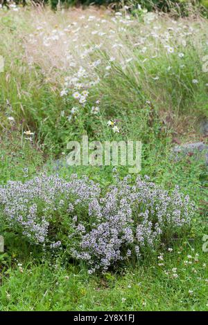 Thymus pulegioides, breitblättriger Thymian als Büschel im Rasen Stockfoto