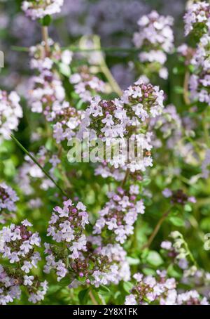 Thymus pulegioides, breitblättriger Thymian Stockfoto