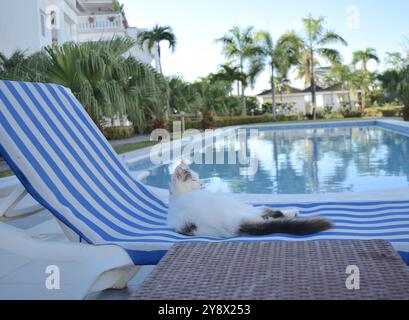 Schick aussehende Katze auf dem Liegestuhl am Pool im Resort. Stockfoto