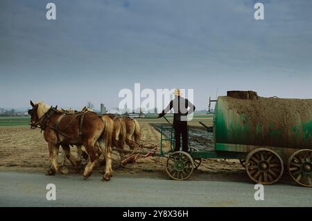 Ein Amish-Mann, der auf seiner Farm in Lancaster County, PA, Gülle verstreut. Stockfoto