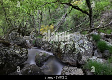 Wasserfall und Beredo Eichenwald, Campesinho River, Peneda-Geres Nationalpark, Portugal. Stockfoto