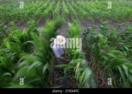 Bodenwissenschaftler testen mit einem Chlorophyllmeter Maispflanzen im Vernon G. James Research and Extension Center in Plymouth, NC. Die Pflanzen im Vordergrund erhielten 180 Pfund/A Stockfoto