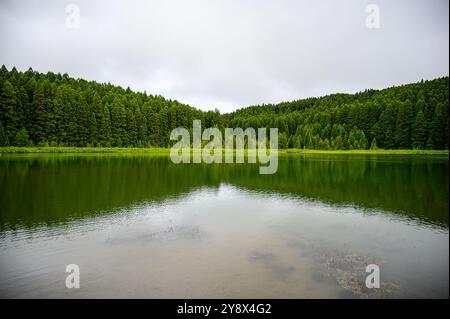 Grüner Wald, Portugal Stockfoto