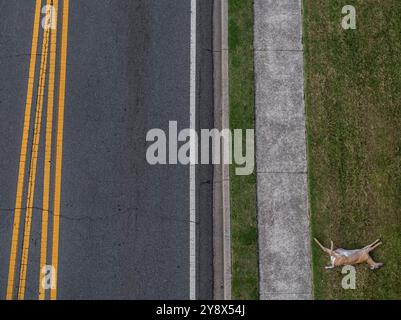 Tote Rehe, die auf Gras neben der leeren Autobahn liegen, Mountain Park, Georgia, USA Stockfoto