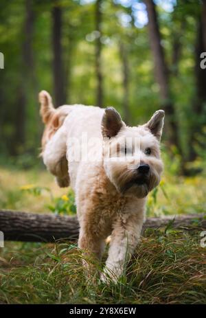 Süßer flauschiger Wimmelterrier Hund, der auf einem Pfad durch den Wald läuft. Stockfoto