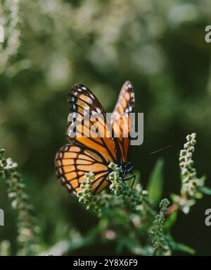 Nahaufnahme eines Vizekönigfalters (Monarch-Mimik), der auf grüner Pflanze ruht. Stockfoto
