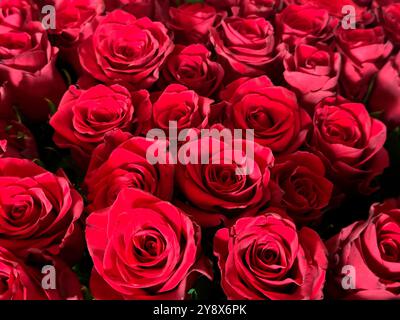 Großer Strauß roter Rosen Stockfoto