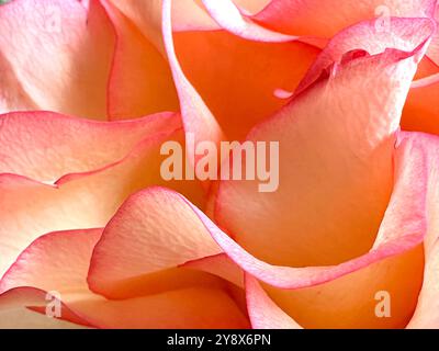 Eine Abstraktion rosa Rosenblätter. Stockfoto