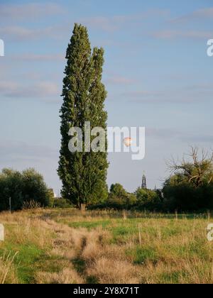 Ballons schweben mit dem Auftrieb über einer schwarzen Pappel. Die Mischung aus Natur und menschlicher Aktivität am Himmel schafft ein faszinierendes Erlebnis. Stockfoto