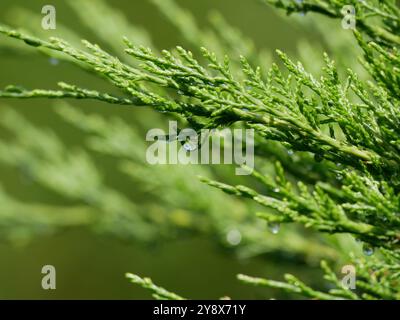 Vollbild-Nahaufnahme einer grünen arborvitae mit einem dekorativen Wassertropfen an den Pflanzenspitzen, perfekt als beruhigende Textur oder Hintergrund. Stockfoto