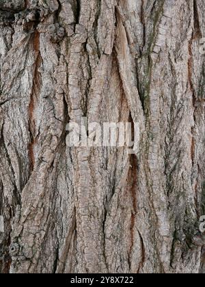 Vollformatdetail aus schwarzer Pappelrinde mit natürlicher, rauer Textur. Perfekt als Textur oder Hintergrund für Natur- und Waldprojekte. Stockfoto