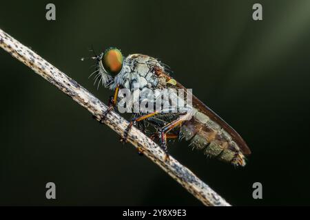 Die Räuberfliege sitzt selbstbewusst auf einem Ast und zeigt seine schillernden Augen in einer atemberaubenden Nahaufnahme. Stockfoto